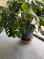 onderzetter voor bloempot, nieuwe plantenschotel, Ophalen