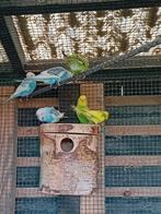 Jonge peruchen van oktober 2025, Dieren en Toebehoren, Vogels | Parkieten en Papegaaien