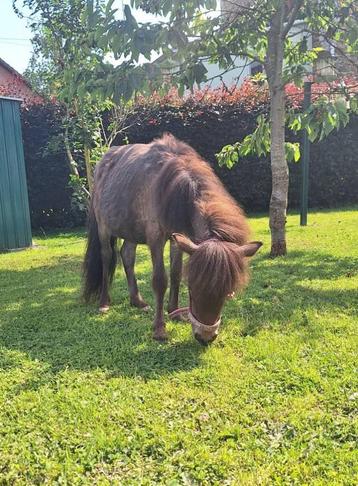 2 Ponette shetland, Vermifugé, Poney de récréation, Poney A (jusqu'à 1.17 m), L