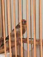 Chardonneret parva femelle, Femelle