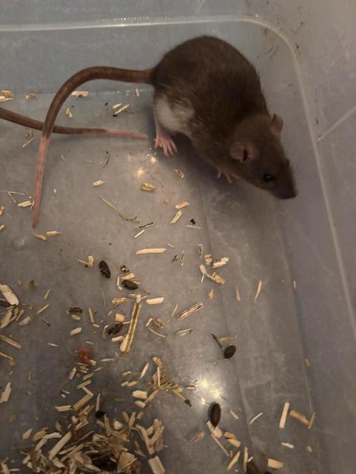 Laatste 5 vrouwen rittens ratjes ratten beschikbaar €7,50, Dieren en Toebehoren, Knaagdieren, Vrouwelijk, Rat, Tam