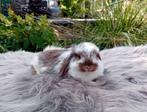 2 x prachtige NHD x minilop rammetje, Mannelijk, Dwerg, Hangoor, 0 tot 2 jaar