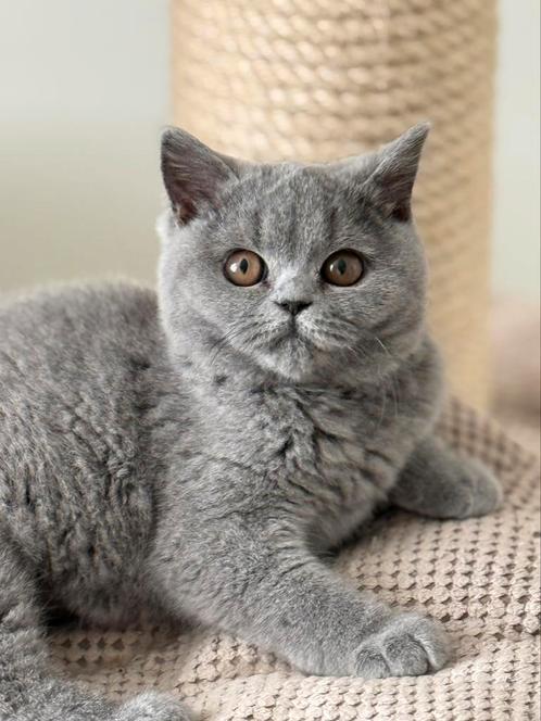 Brits korthaar mogen verhuizen, Dieren en Toebehoren, Katten en Kittens | Raskatten | Korthaar, Gechipt