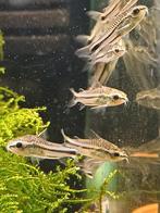 Hobbyaquarium Corydoras Pigmeaus / dwerg pantsermeeral, Vis, Zoetwatervis, Schoolvis