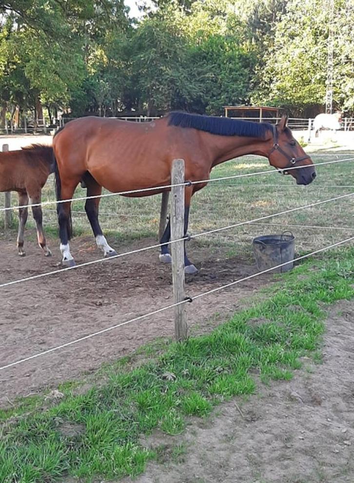 Drachtige fokmerrie ( drachtig van Django Z), Dieren en Toebehoren, Paarden, Merrie, Niet van toepassing, 170 tot 175 cm, 11 jaar of ouder