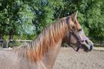 Harley’s Dancer YA – Allround Reservekampioen, Dieren en Toebehoren, Paarden, Gechipt, Dressuurpaard, 0 tot 2 jaar, Hengst