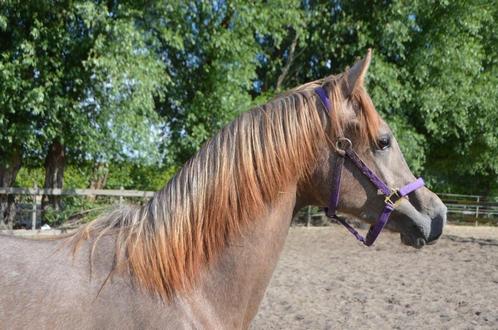 Harley’s Dancer YA – Allround Reservekampioen, Dieren en Toebehoren, Paarden, Hengst, Onbeleerd, 160 tot 165 cm, 0 tot 2 jaar