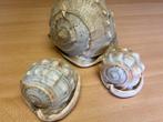 1 grote schelp en 2 kleinere schelpen, Enlèvement, Utilisé