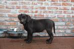 Prachtige chocolade labrador pups, Dieren en Toebehoren, België, CDV (hondenziekte), 8 tot 15 weken, Labrador retriever