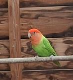 Jonge roseicollis, Dieren en Toebehoren, Geslacht onbekend, Dwergpapegaai of Agapornis, Tam