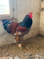 Brahma haan rood porselein, Mannelijk, Kip