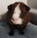Rex beertjes, Dieren en Toebehoren, Knaagdieren, Cavia, Augustus, Mannelijk, Tam