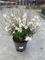 Gaura Whirling butterflies potmaat 21cm, Tuin en Terras, Planten | Tuinplanten, Ophalen, Zomer, Vaste plant, Volle zon