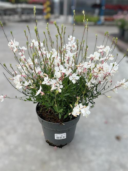 Gaura Whirling butterflies potmaat 21cm, Tuin en Terras, Planten | Tuinplanten, Vaste plant, Volle zon, Zomer, Ophalen