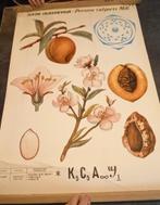 Vintage botanische posterposter, Verzamelen, Posters, Rechthoekig Staand, Deurposter of groter, Ophalen of Verzenden, Zo goed als nieuw