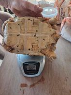 Mooie vrouwelijke panterschildpad, Dieren en Toebehoren