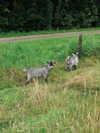 Blauwschimmel geitjes, Dieren en Toebehoren, Schapen, Geiten en Varkens, Meerdere dieren, Geit, 0 tot 2 jaar