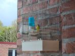 Serin du Mozambique, Dieren en Toebehoren, Mannelijk, Tam