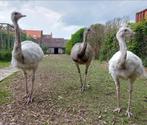 Broedeieren nandoe, Dieren en Toebehoren, Pluimvee, Geslacht onbekend, Overige soorten