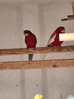 Rosella, Dieren en Toebehoren, Vogels | Parkieten en Papegaaien, Meerdere dieren, Parkiet, Geringd
