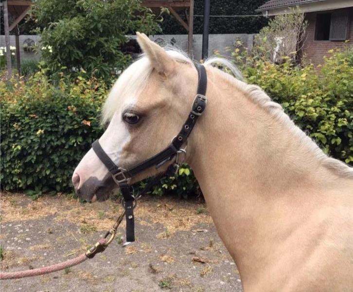 Toekomstige sportpony!, Dieren en Toebehoren, Paarden en Pony's | Overige Paardenspullen, Nieuw, Recreatie, Ophalen