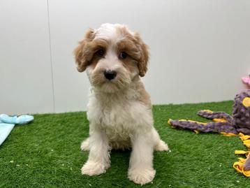 Cavapoo pups beschikbaar voor biedingen