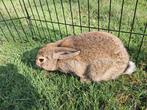 Voedster te koop, Dieren en Toebehoren, Konijnen, Vrouwelijk, Dwerg, 0 tot 2 jaar