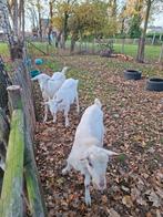 Saanen bok, Maart, Mannelijk