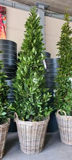 Verhuur laurus Nobilis piramide, Ophalen