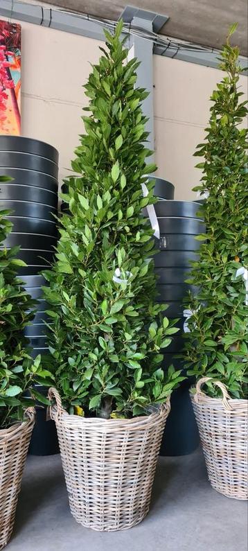 Verhuur laurus Nobilis piramide  beschikbaar voor biedingen