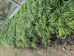 Liriope ook lelie gras genoemd, Tuin en Terras, Planten | Tuinplanten, Ophalen, Vaste plant