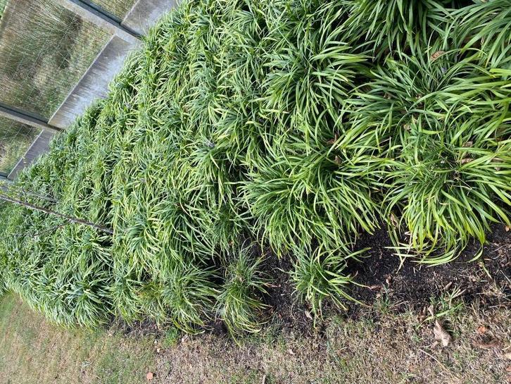 Liriope ook lelie gras genoemd, Tuin en Terras, Planten | Tuinplanten, Vaste plant, Ophalen