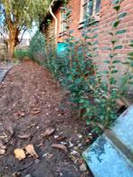 Ligustrum, Tuin en Terras, Ophalen, Zo goed als nieuw