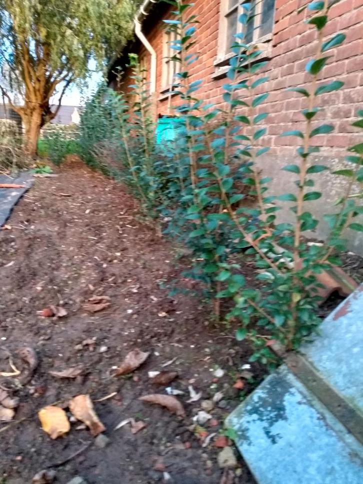 Ligustrum, Tuin en Terras, Bloembakken en Plantenbakken, Zo goed als nieuw, Ophalen