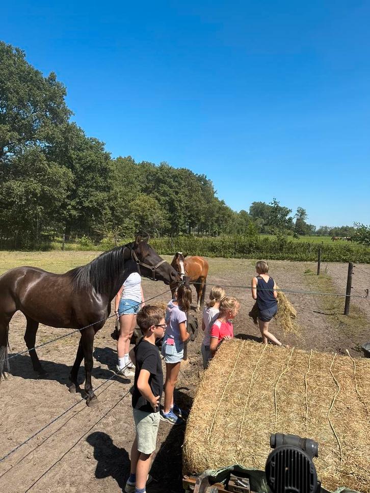 Super chique D ponys, Dieren en Toebehoren, Pony's, Merrie, Zadelmak