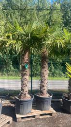 Winterharde palmbomen van 2,5m hoog, Ophalen