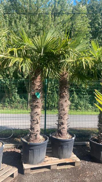 Winterharde palmbomen van 2,5m hoog beschikbaar voor biedingen