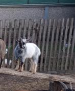 Dwerggeitjes dwerg geitje, Dieren en Toebehoren, Mannelijk, Geit, 0 tot 2 jaar