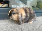 Minilop konijntje, Dieren en Toebehoren, Konijnen