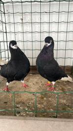 Sierduiven, Dieren en Toebehoren, Vogels | Duiven, Vrouwelijk, Tuimelaar of Roller