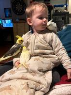 Tamme valkparkieten, Dieren en Toebehoren, Vogels | Parkieten en Papegaaien, Meerdere dieren, Parkiet, Tam