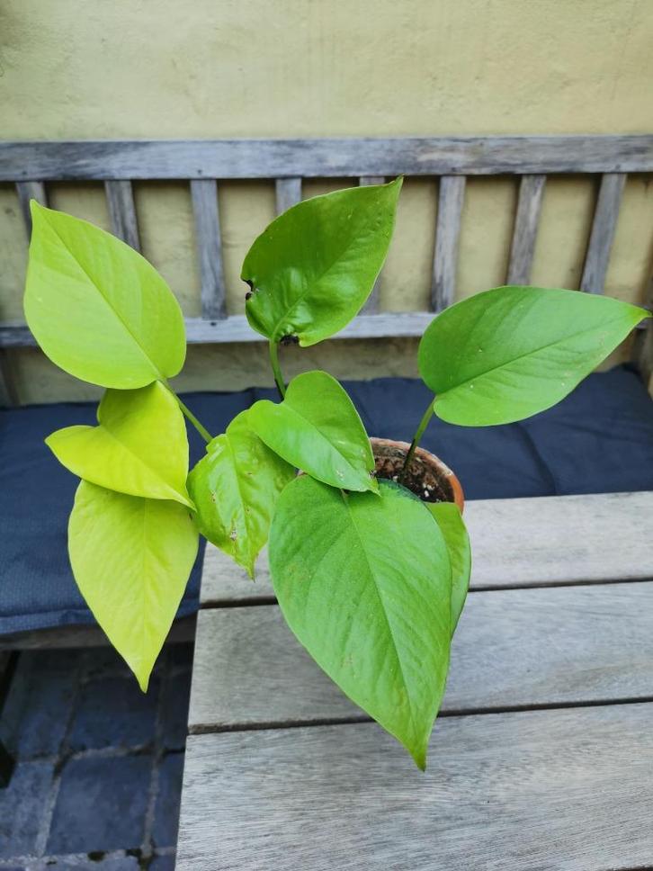 Epipremnum aureum neon. Plant in goede gezondheid., Huis en Inrichting, Kamerplanten, Overige soorten, Minder dan 100 cm, Groene kamerplant