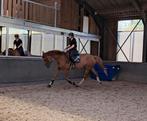 Jument de 6ans 1m80, Dressuur
