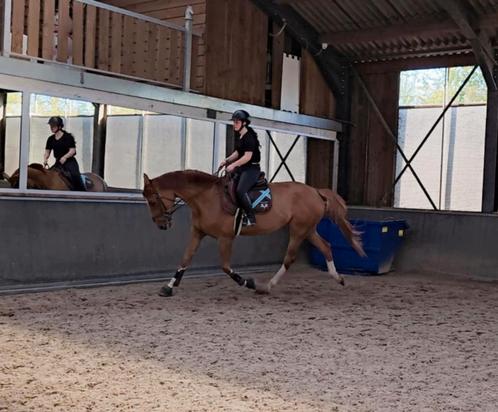 Jument de 6ans 1m80, Dieren en Toebehoren, Paarden en Pony's | Overige Paardenspullen, Dressuur