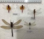 Libellen, Ophalen of Verzenden, Zo goed als nieuw