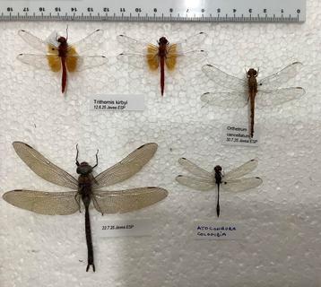 Libellen beschikbaar voor biedingen