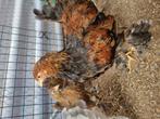 Brahma kriel haantje met 2 hennen, Dieren en Toebehoren