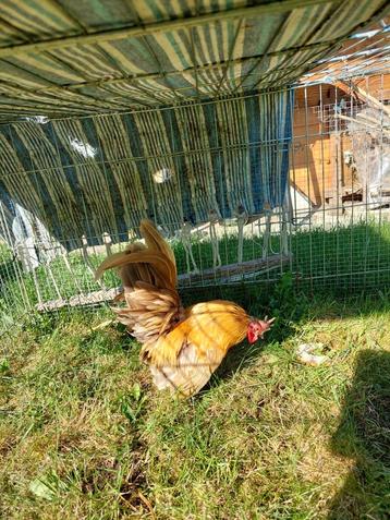 Europese Serama haan, Dieren en Toebehoren, Pluimvee