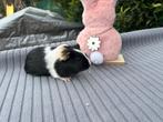Cavia beertje gladhaar, Dieren en Toebehoren, Cavia, Mannelijk, Juli, Tam
