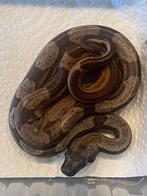 Nest jonge boa constrictors, Dieren en Toebehoren, Reptielen en Amfibieën, Slang, 0 tot 2 jaar